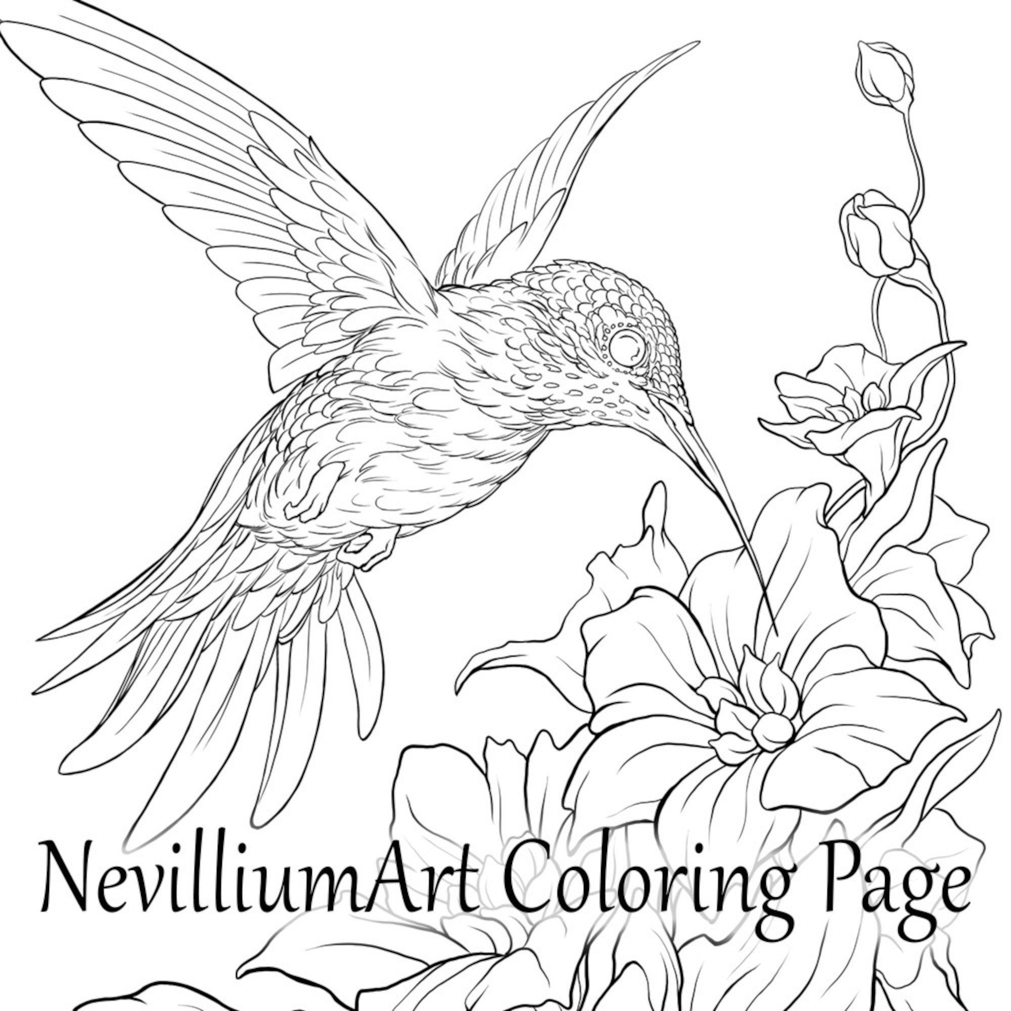 Hummingbird Flight Coloring Page Nevilliumart Instant Download Printable JPEG PDF Files Etsy