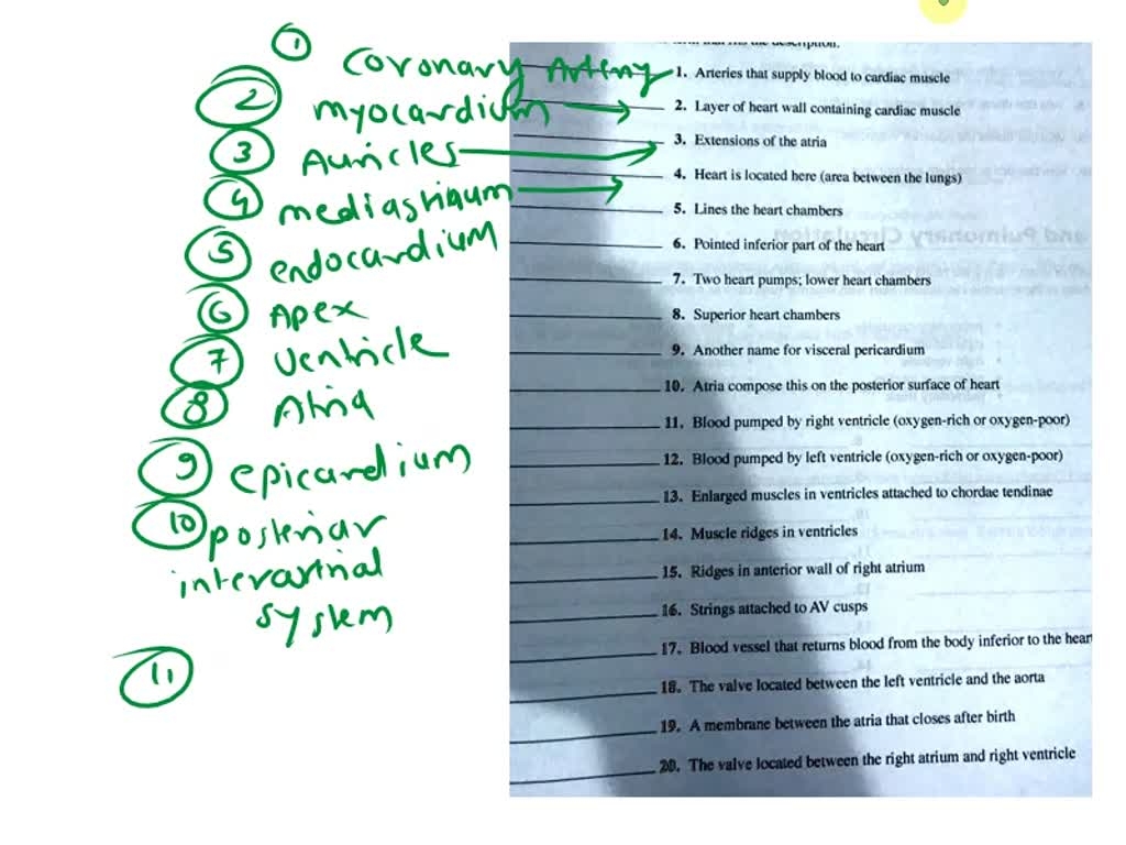 heart chambers crossword clue