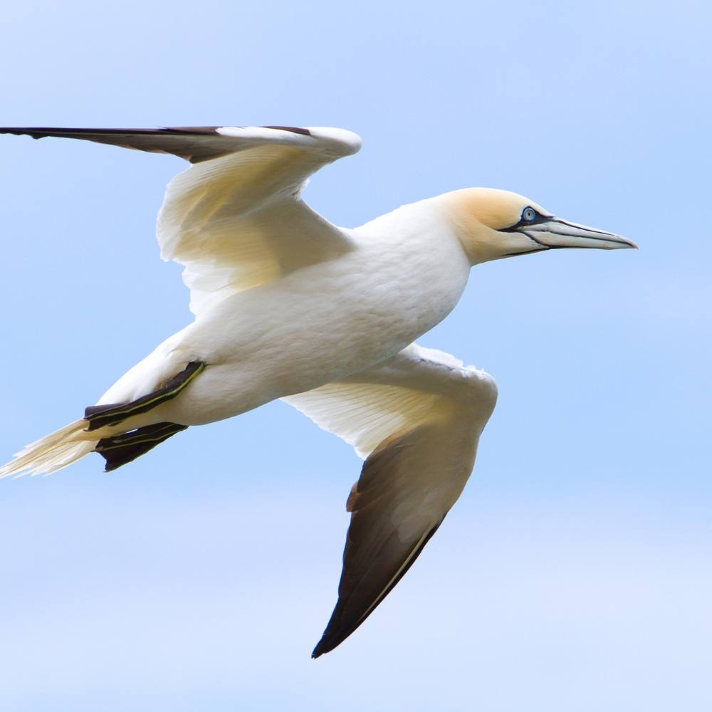 seabird crossword clue seabird crossword clue