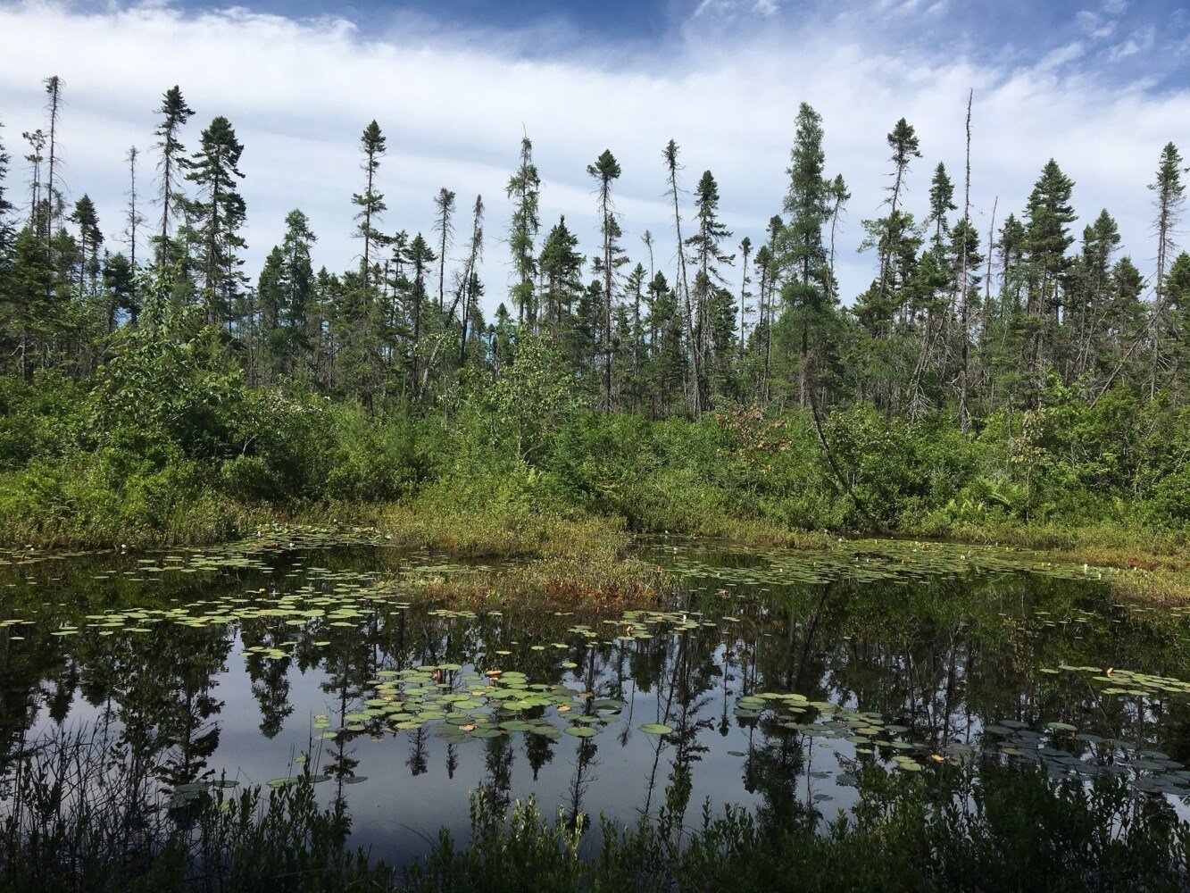 marsh plant crossword clue