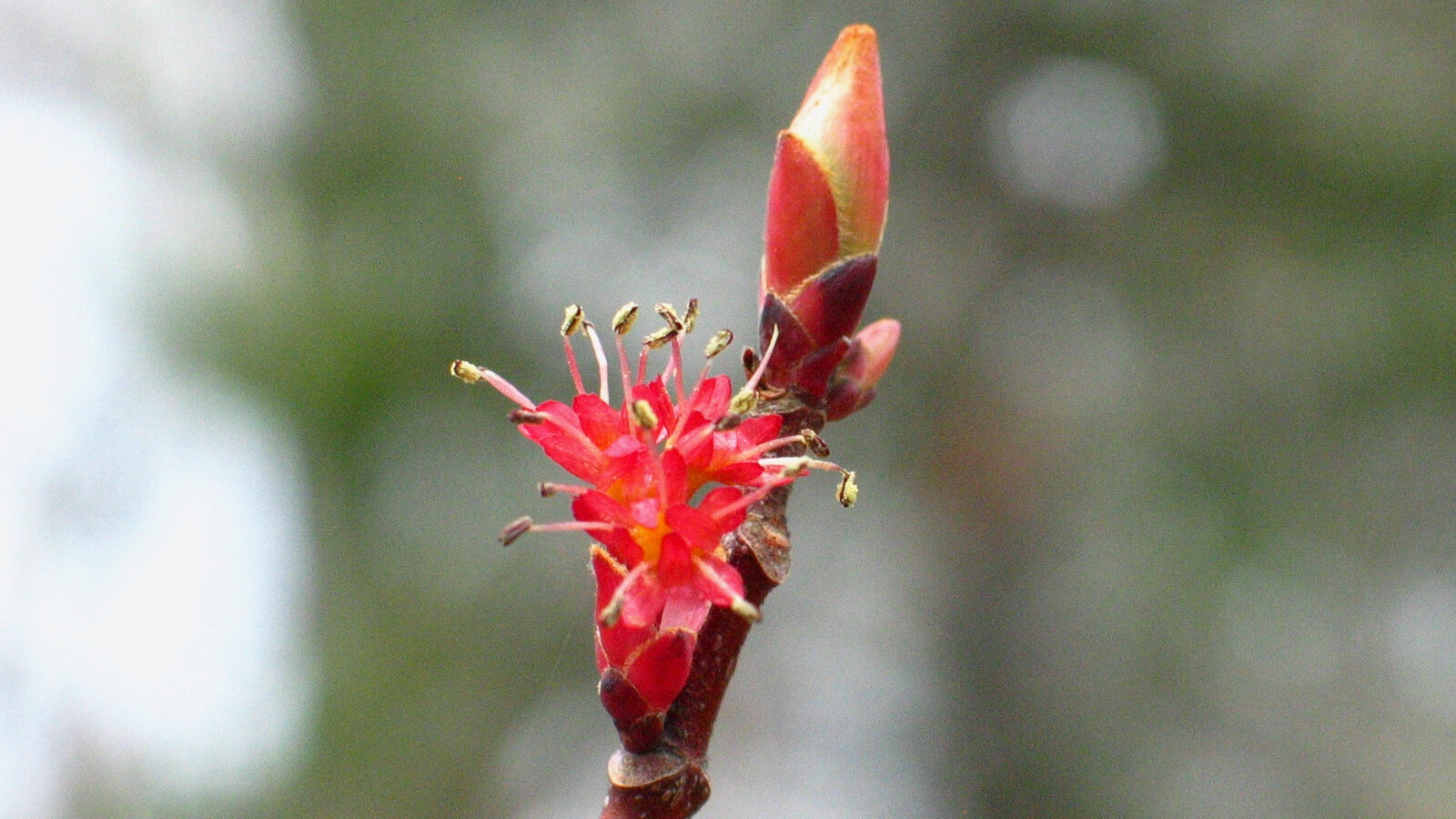 late winter flower crossword clue