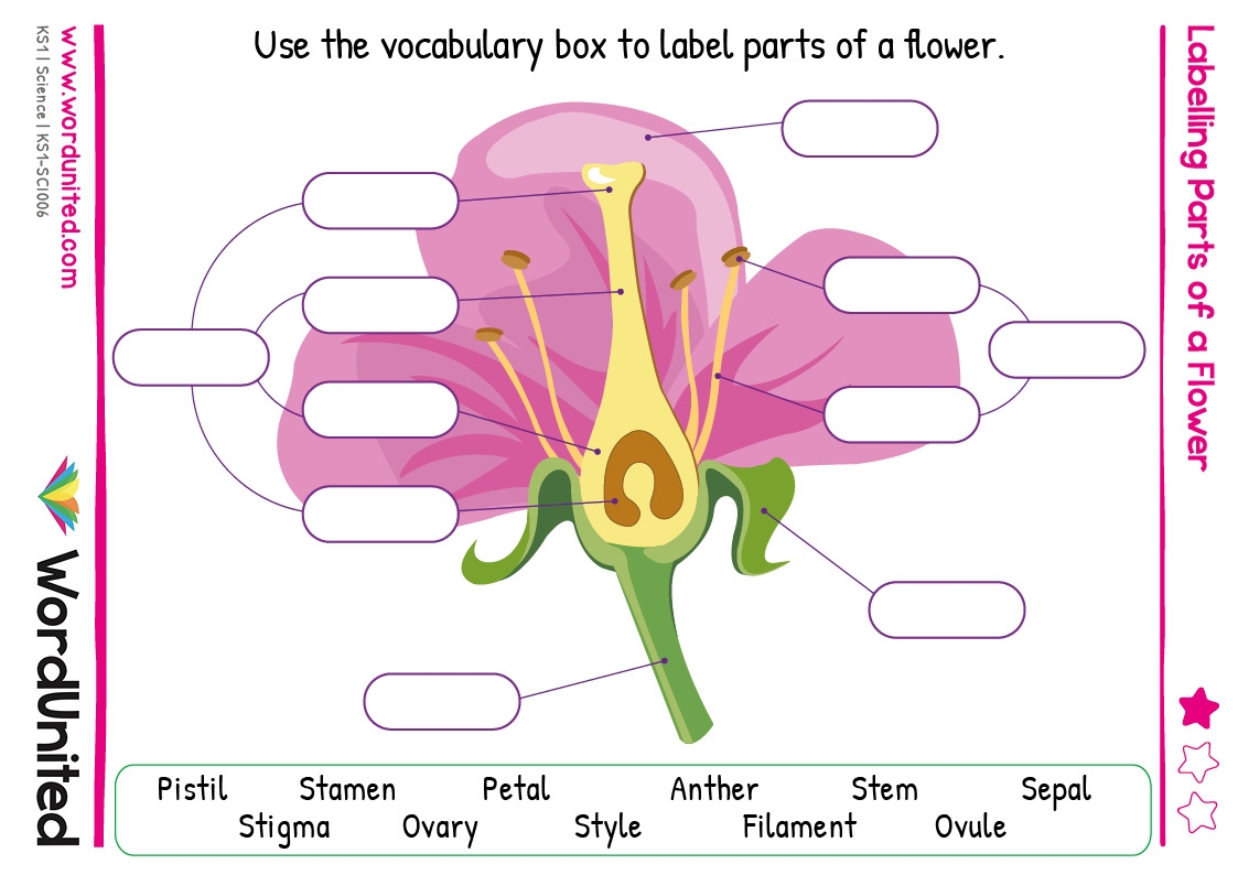 Labelling Parts Of A Flower WordUnited Labelling Parts Of A Flower WordUnited