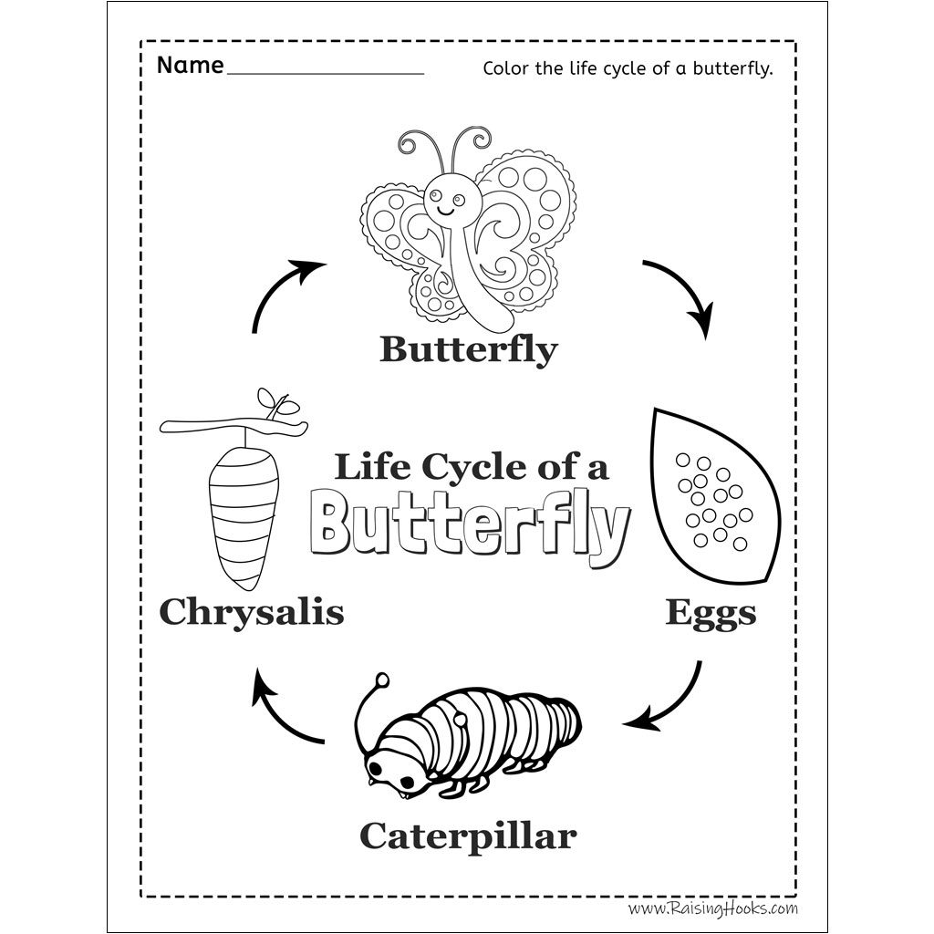butterfly life cycle worksheet butterfly life cycle worksheet