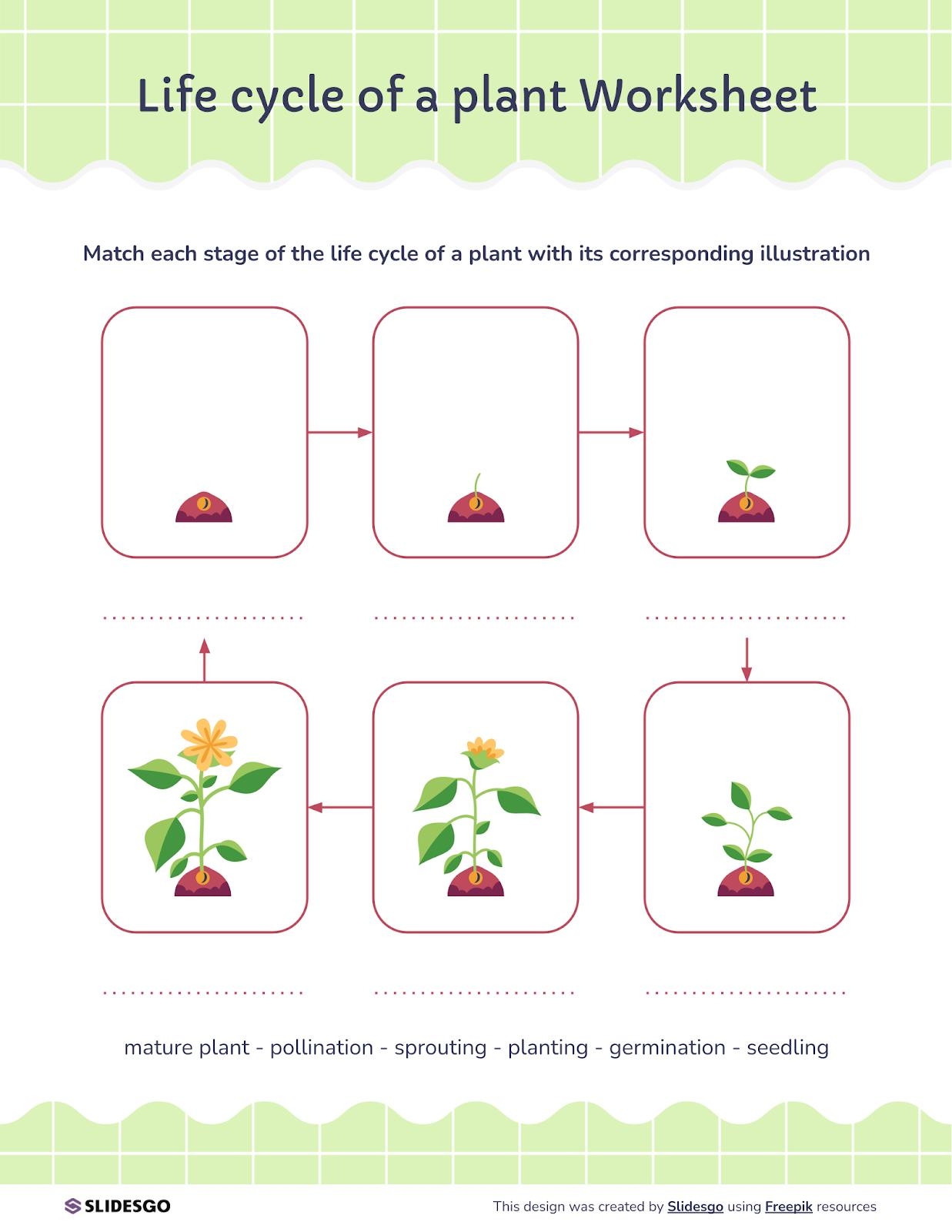 Life Cycle Of A Plant Worksheet Presentation