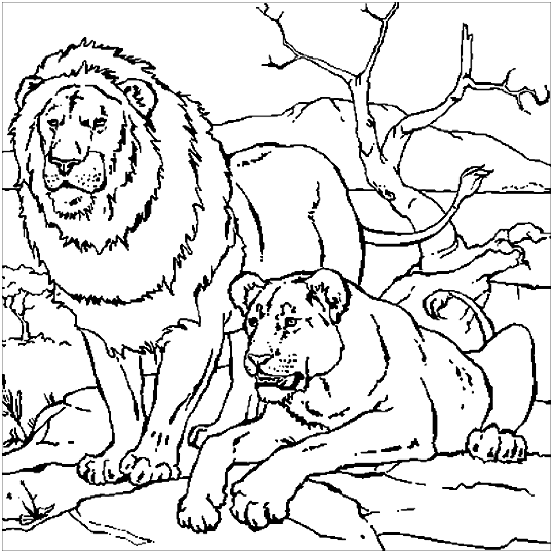 Lion Couple Lion Coloring Pages Lion Couple Lion Coloring Pages
