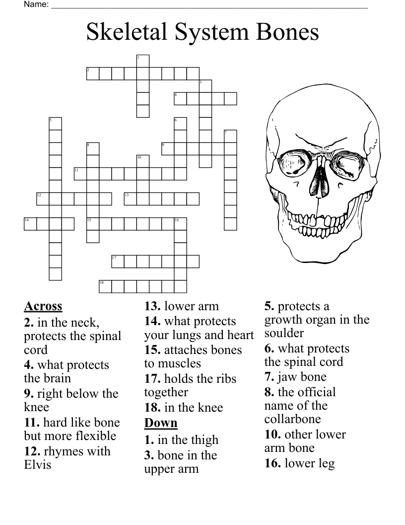Major Bones Crossword WordMint