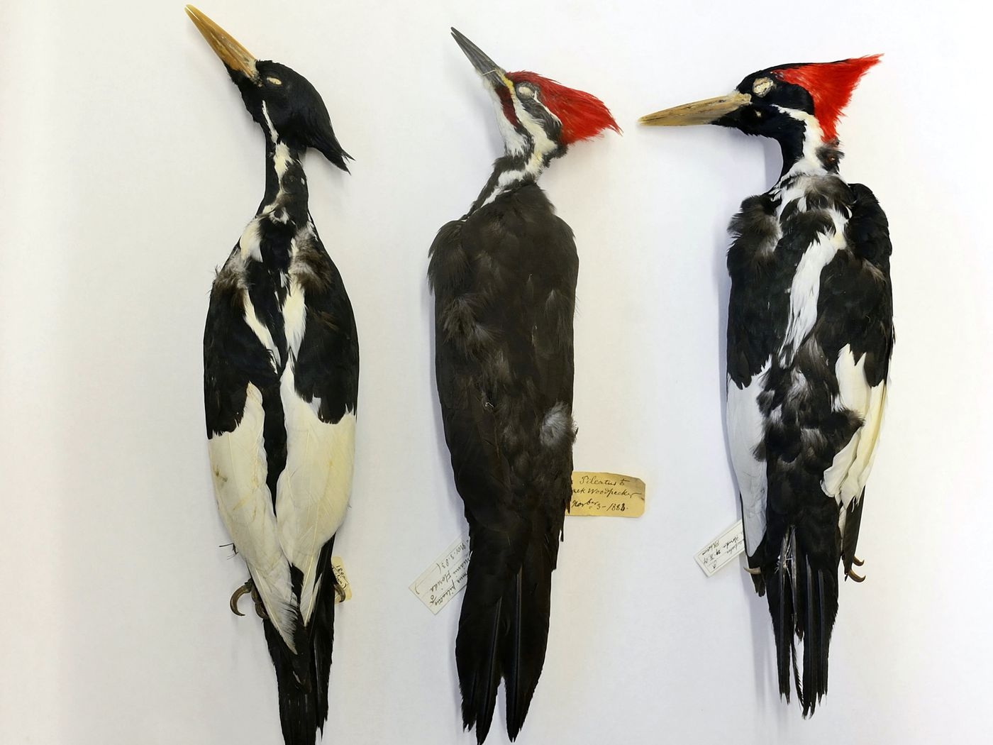 Marsh Bird Crossword Clue 5 Letters Letters