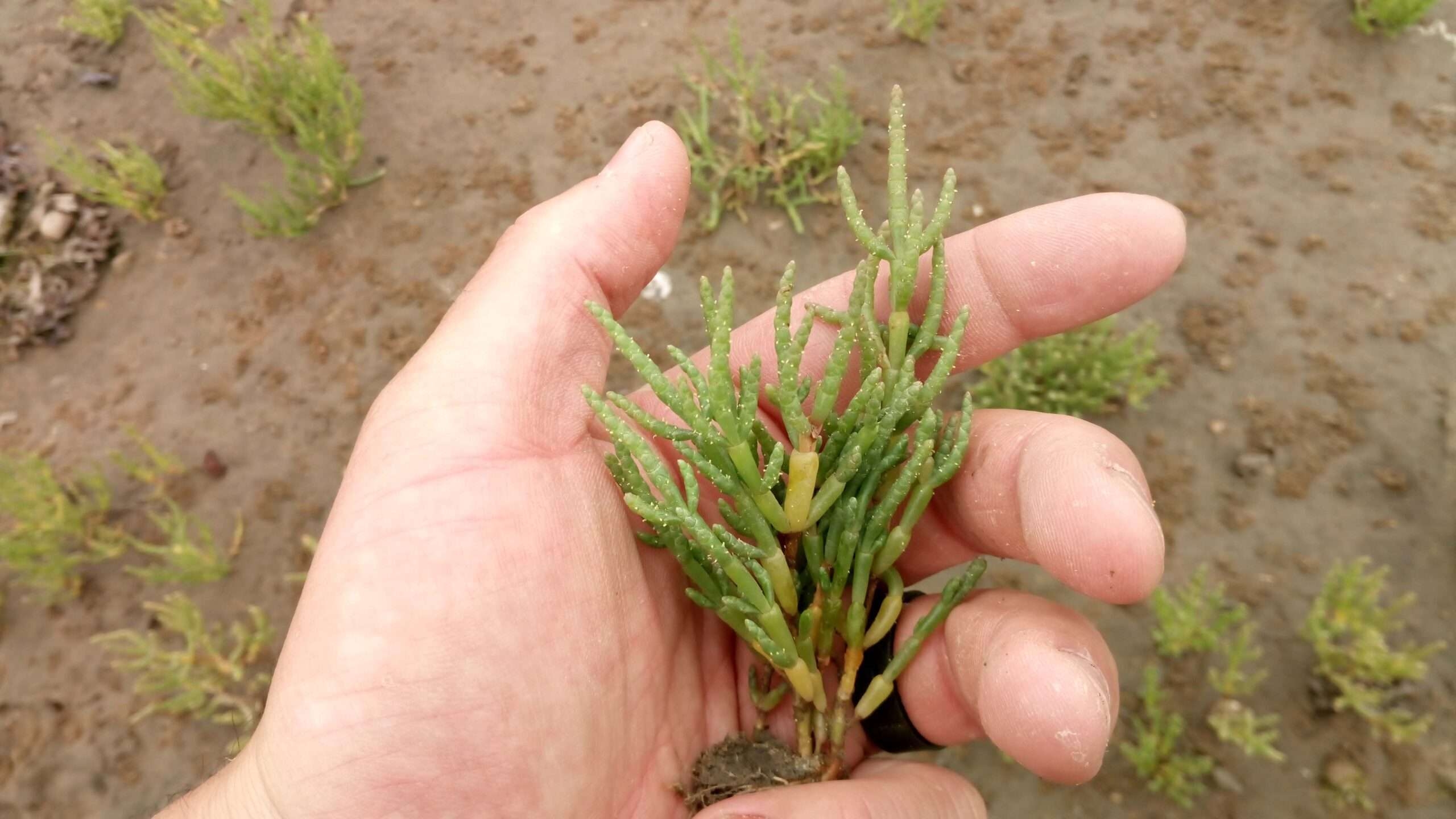 Marsh Samphire Edibility Uses And Where To Find It