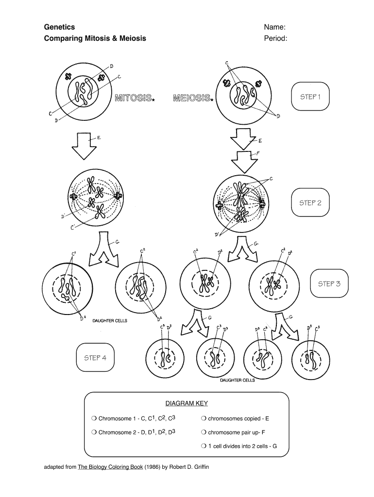 Mitosis Vs Meiosis Worksheet Fill Out Sign Online DocHub