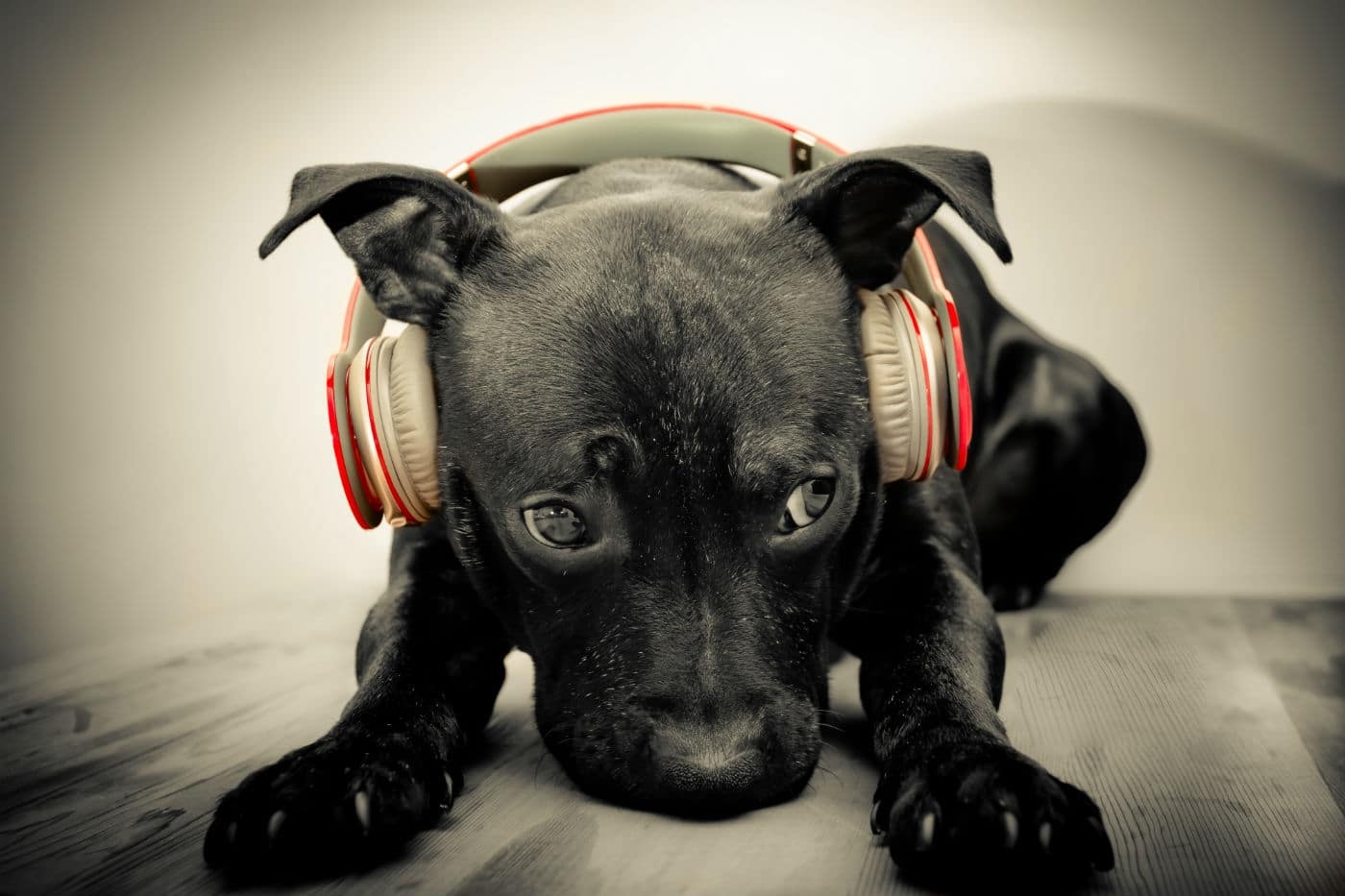 Now Your Dog Can Listen To Spotify Too This Dogs Life