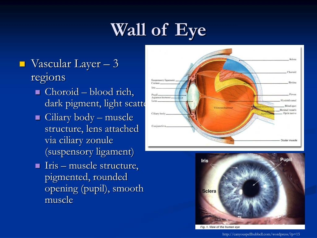 part of the eye crossword clue part of the eye crossword clue