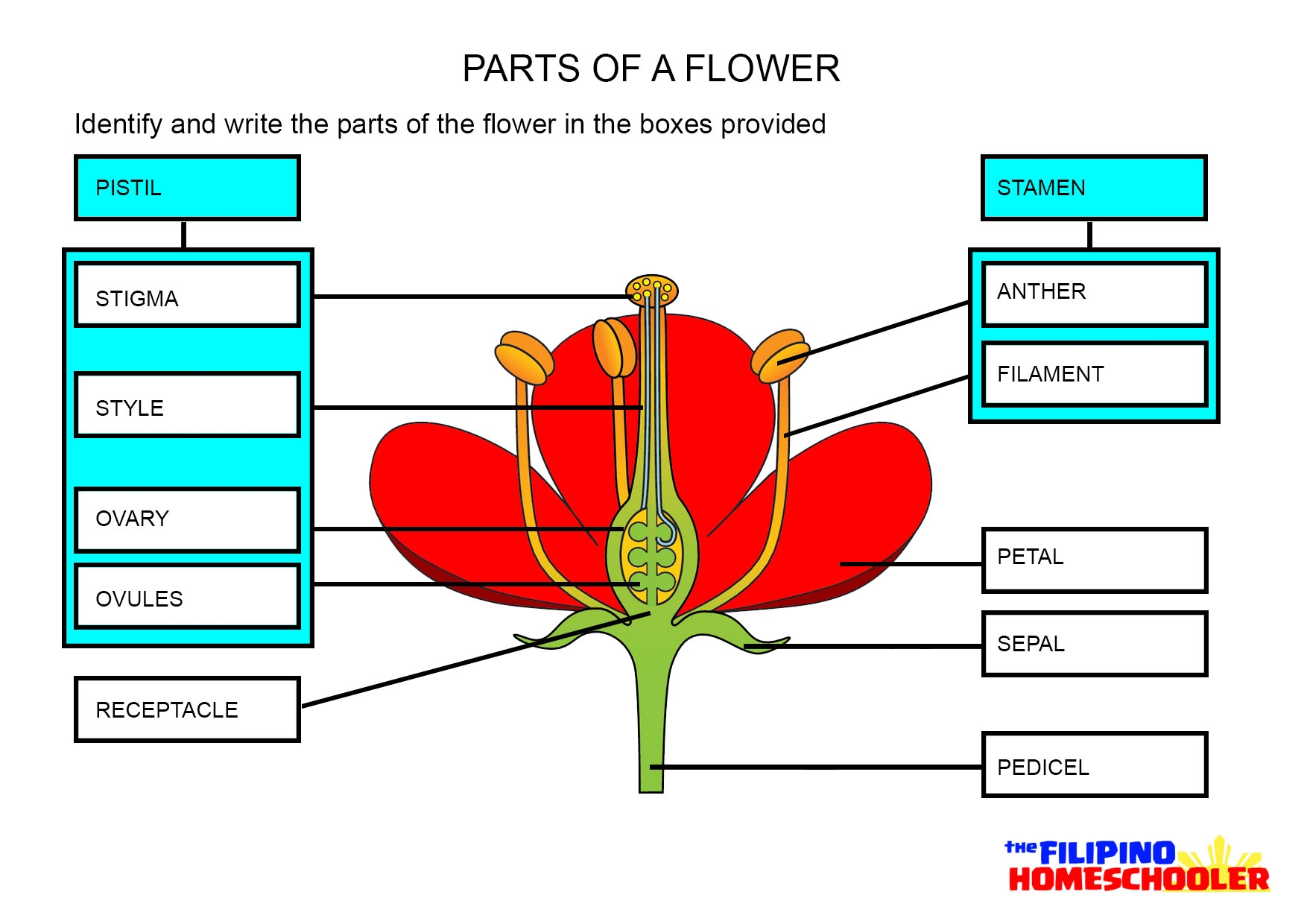 Parts Of A Flower Worksheet The Filipino Homeschooler Parts Of A Flower Worksheet The Filipino Homeschooler
