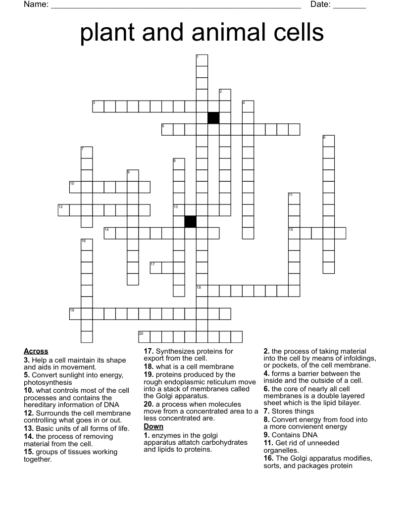 Plant And Animal Cells Crossword WordMint