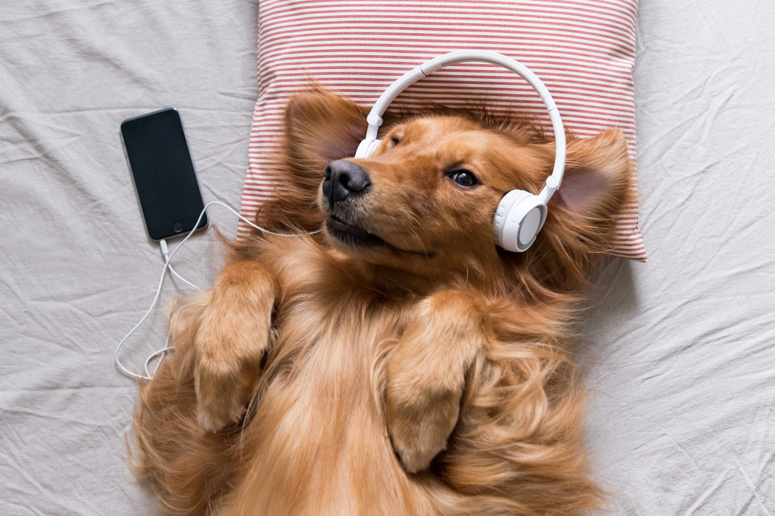 Playlists For Your Dog Music For Every Mood Breed Pet Camp San Francisco Dog Daycare And Pet Boarding