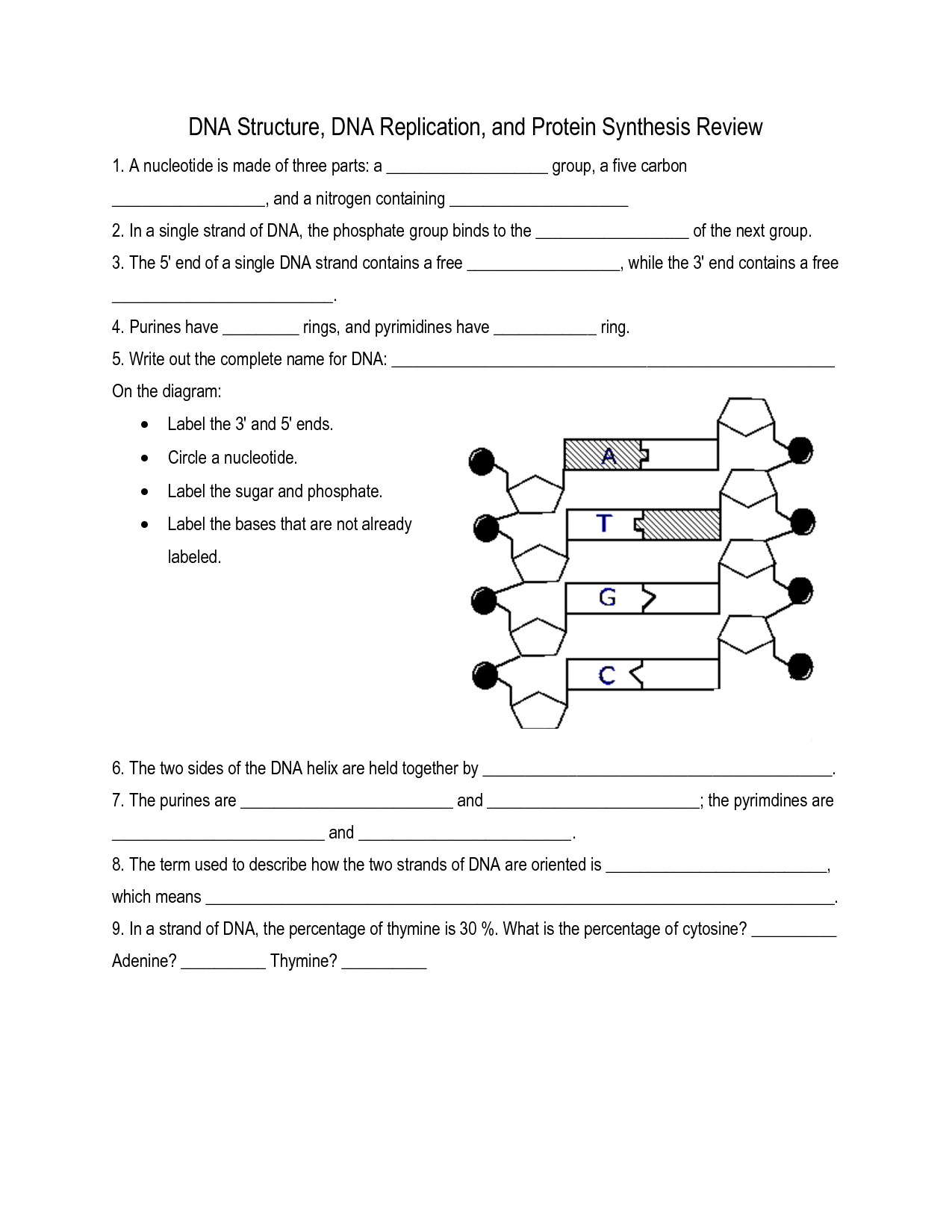 Printable Dna Structure And Replication Worksheets