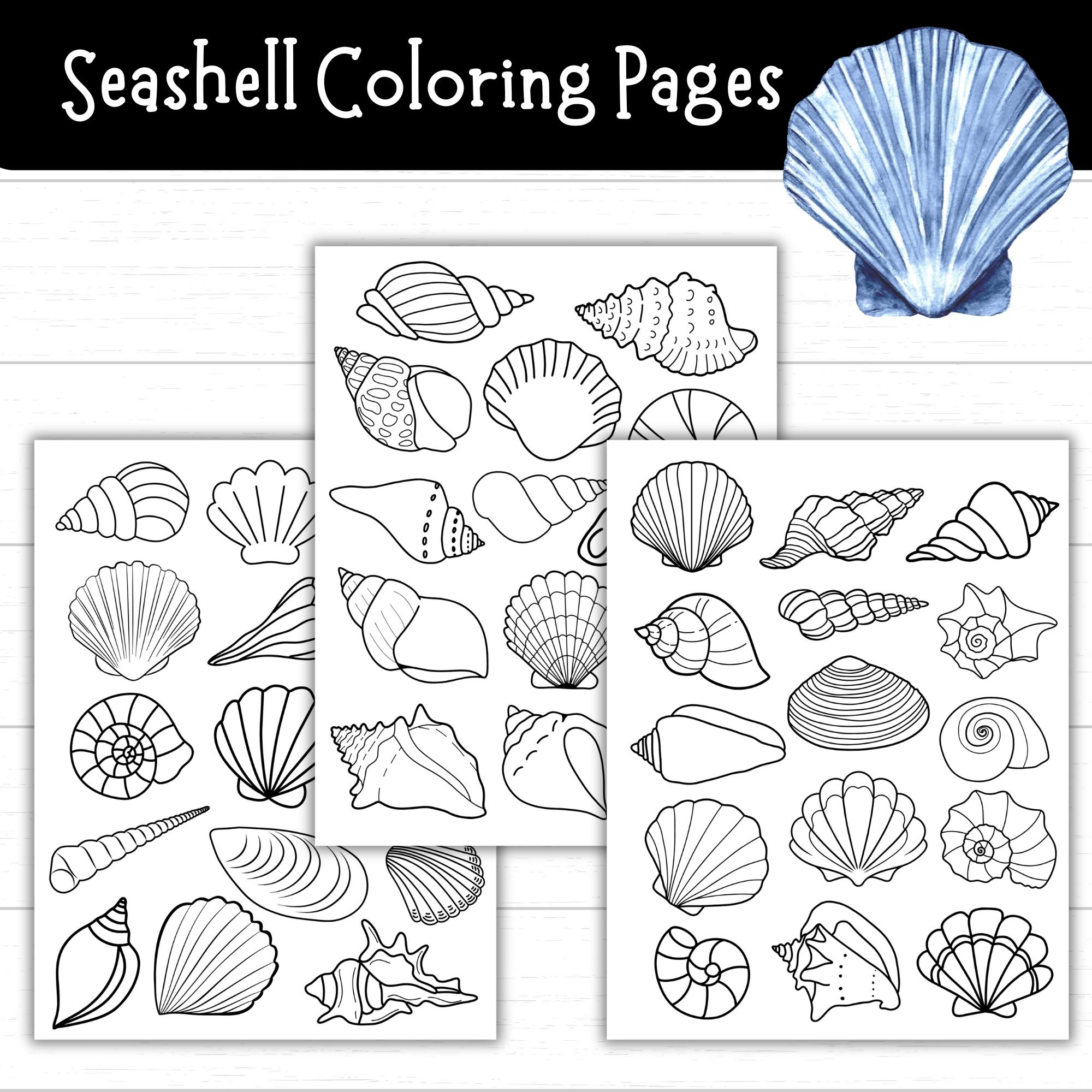 Printable Seashell Coloring Pages Seashell Templates For Crafts And Activities Beach Printables For Kids Ocean Themed Unit Shell Crafts Etsy Israel