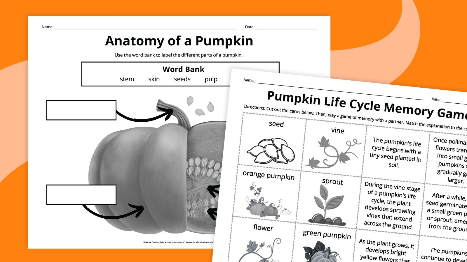 pumpkin life cycle worksheet