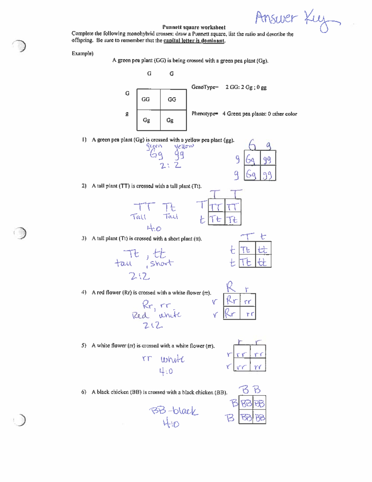 Punnett Square Practice Answers For KE Class Studocu