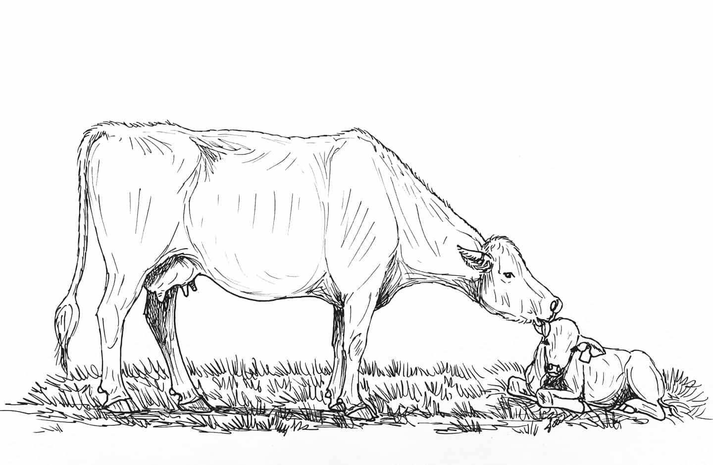 Ranching Coloring Pages TSLN