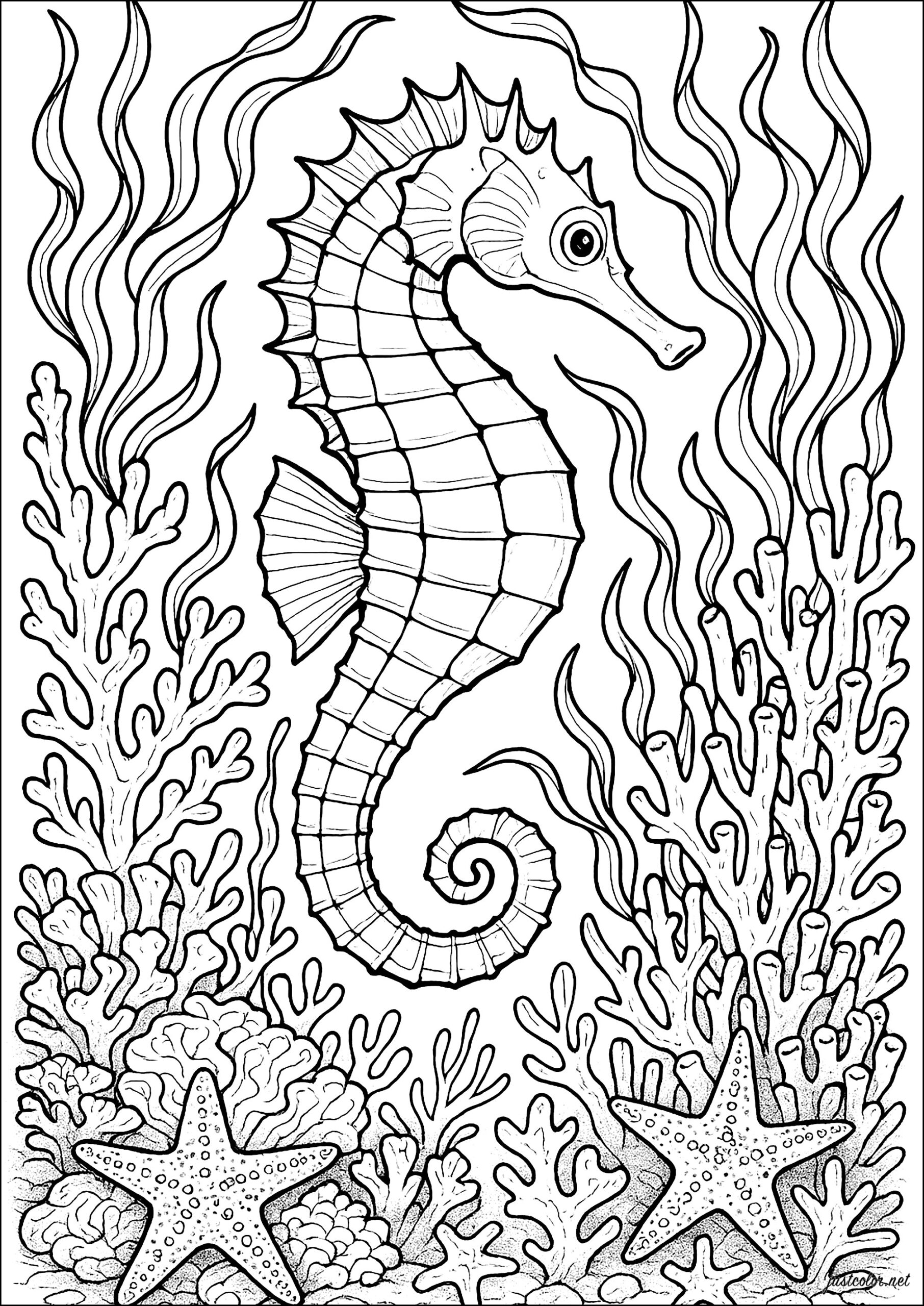 Realistic Seahorse Sea Creatures Coloring Pages