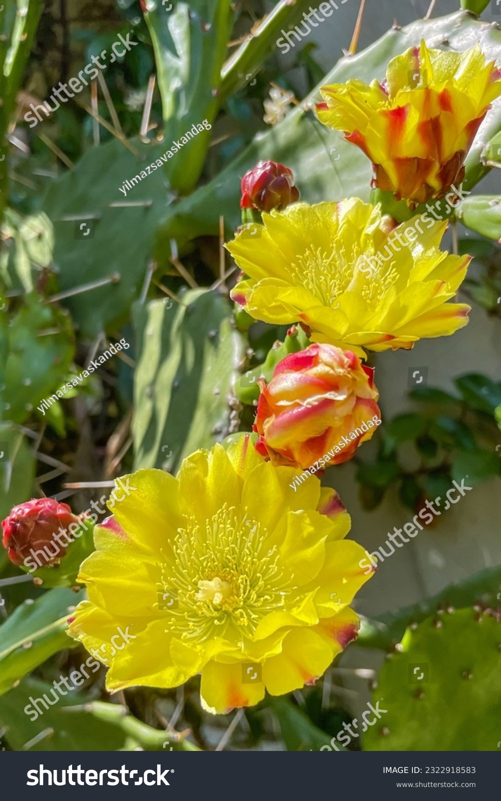prickly plant crossword clue prickly plant crossword clue
