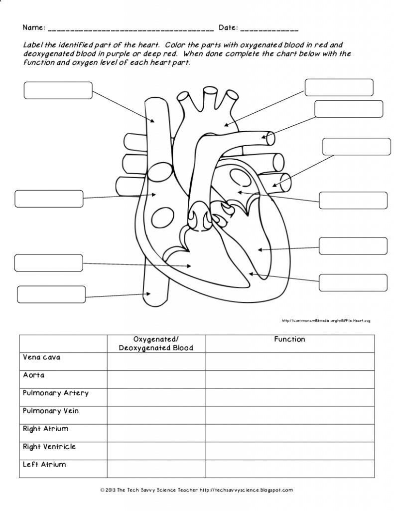 label the heart worksheet
