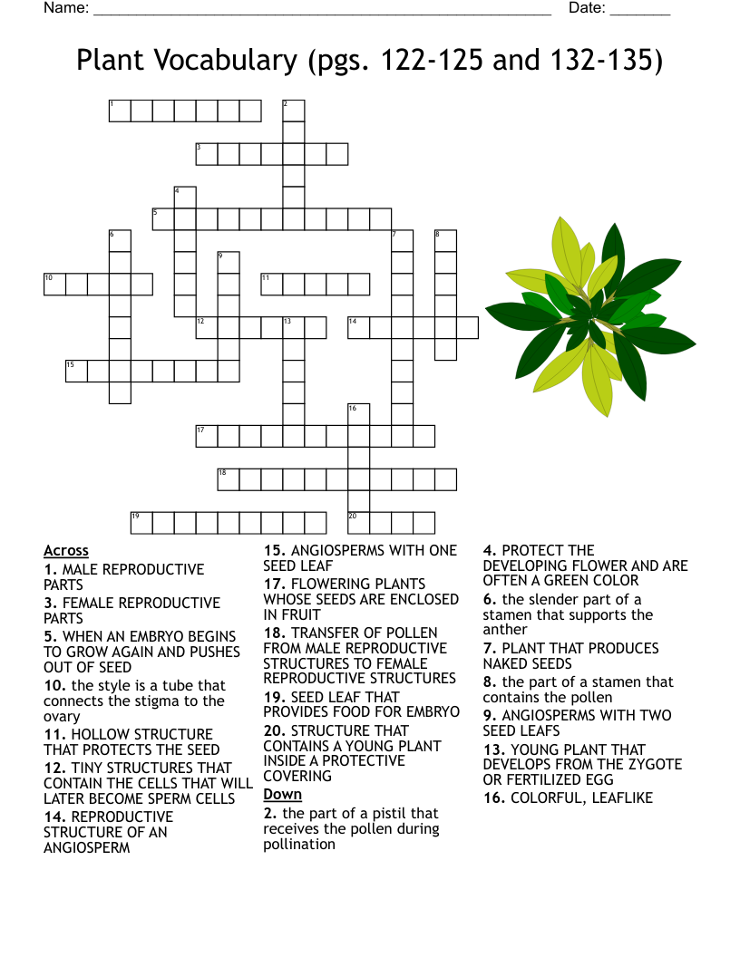 SEEDS Crossword WordMint