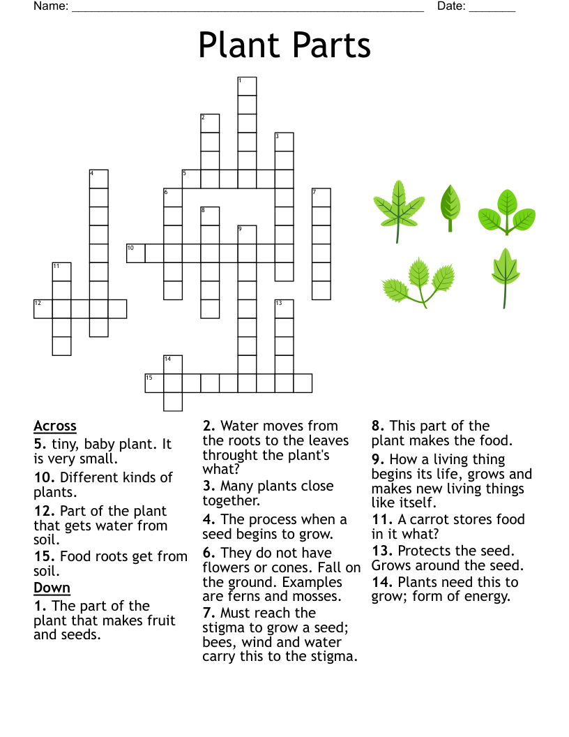 SEEDS Crossword WordMint