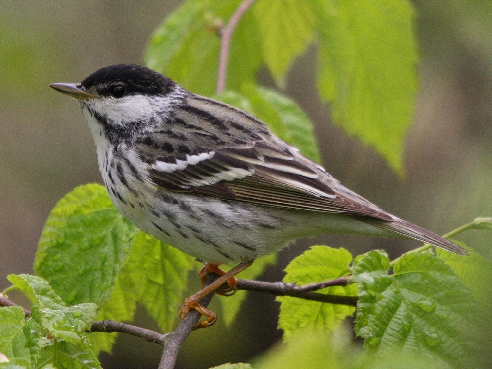 Small Songbird 4 Letters Letters