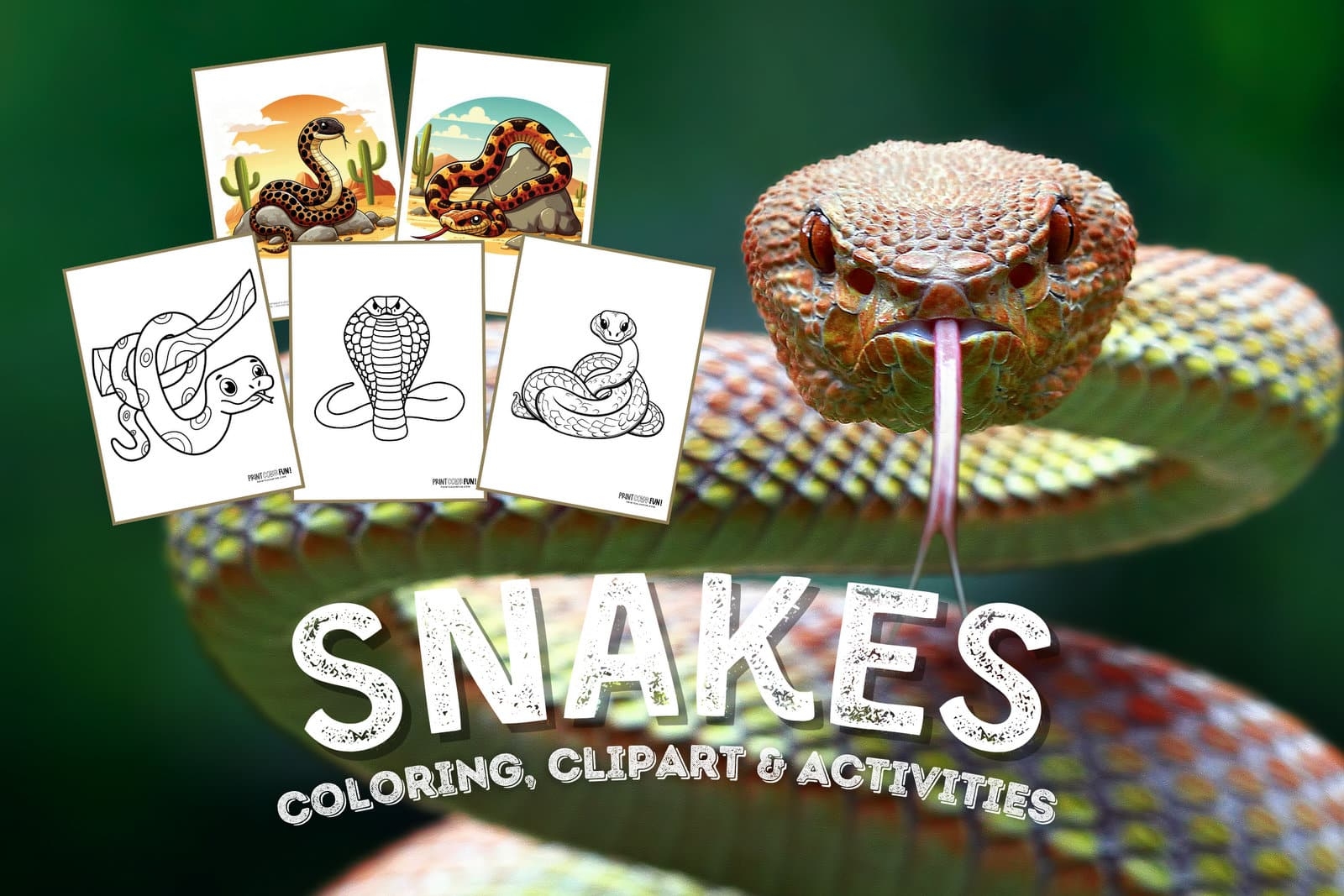 Snake Coloring Pages And Clipart At PrintColorFun