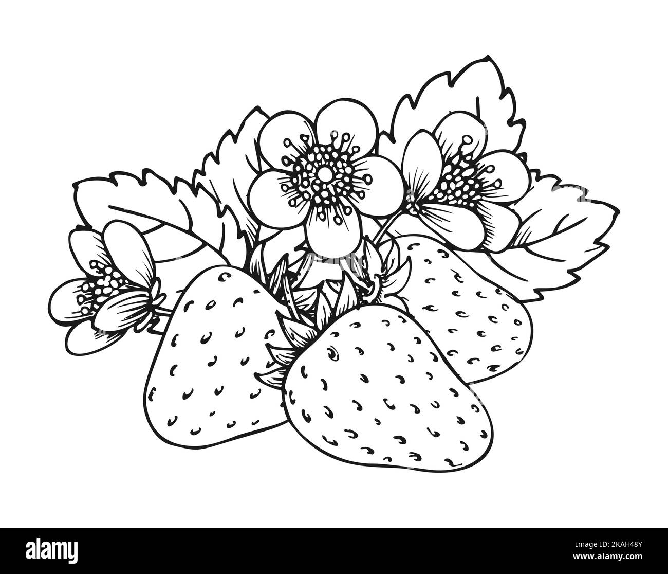 Strawberry Bunch Of Three Berries Coloring Book Page Whole Ripe Wild Forest Berry With Leaves And Strawberry Bunch Of Three Berries Coloring Book Page Whole Ripe Wild Forest Berry With Leaves And