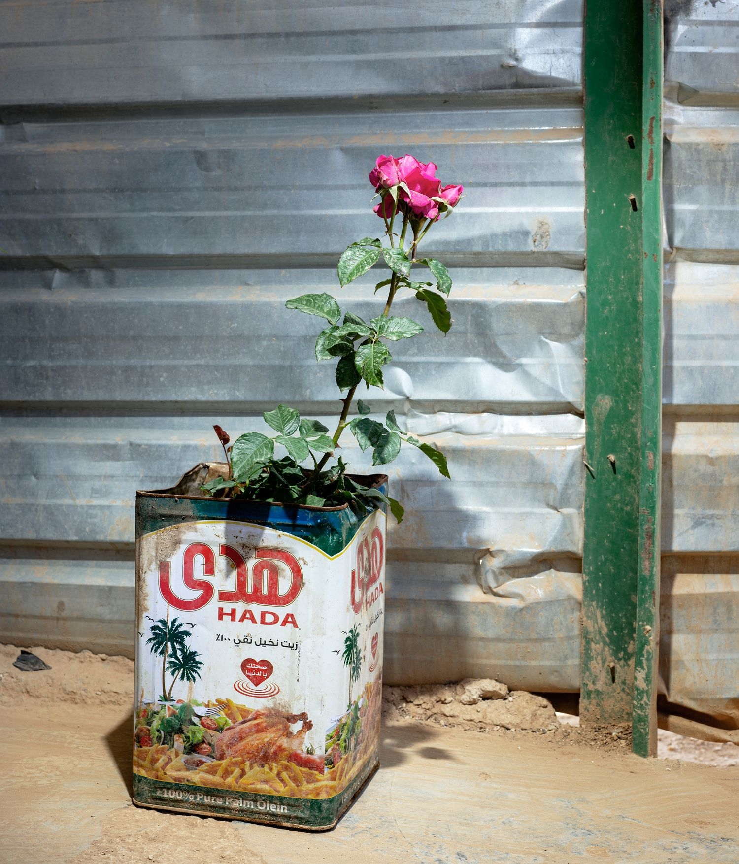 The Plants That Make Refugee Camps Feel More Like Home The New Yorker