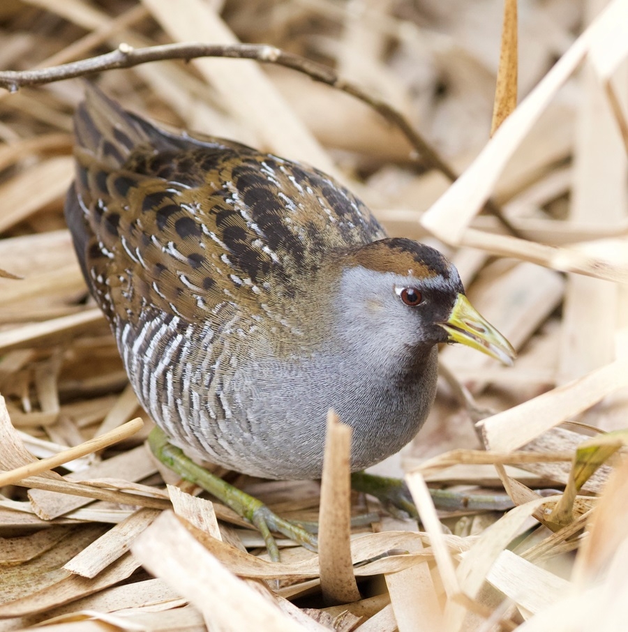 The Sora On The Roof The Provincetown Independent