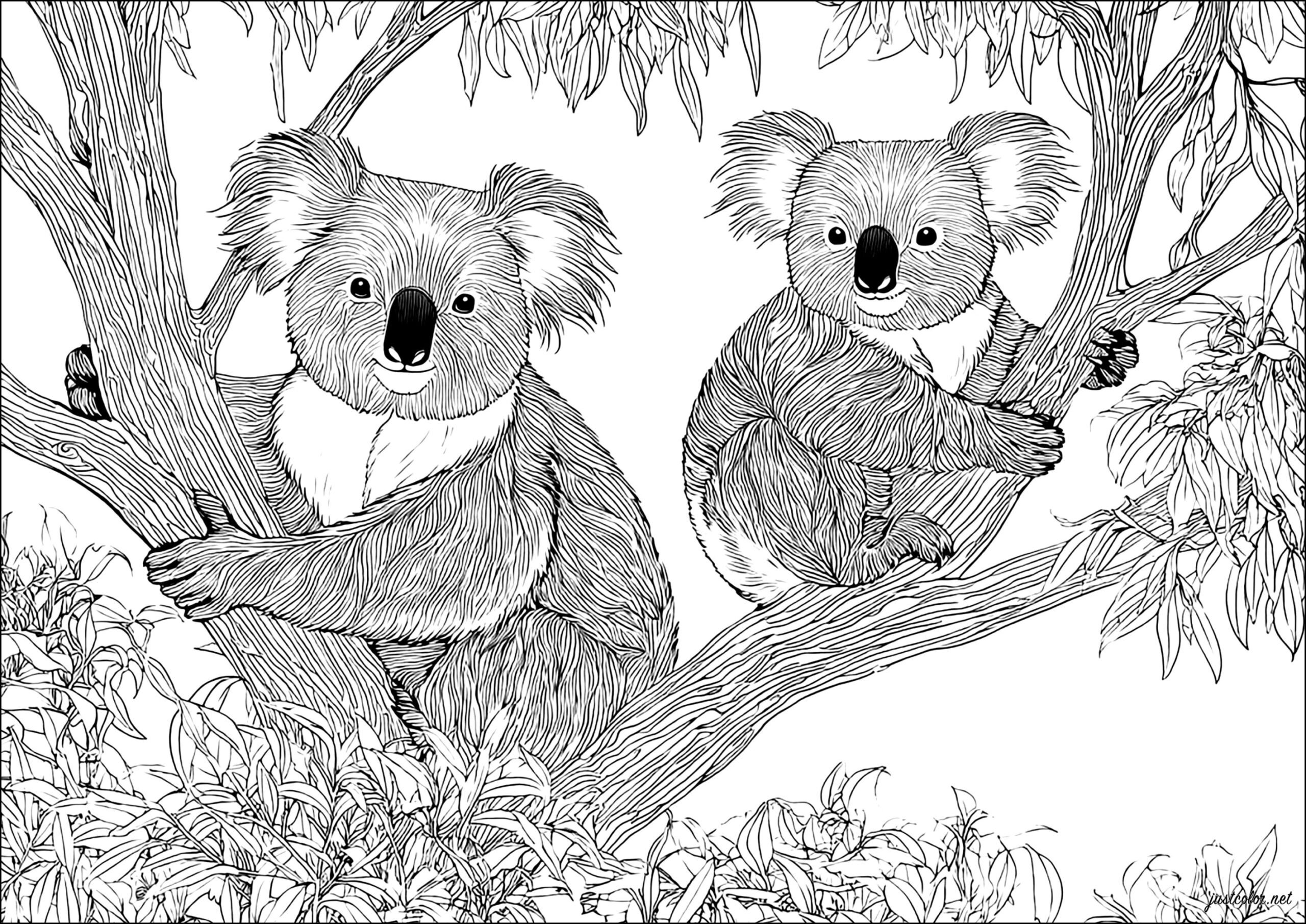 Two Koalas In A Tree Koala Coloring Pages For Adults Two Koalas In A Tree Koala Coloring Pages For Adults