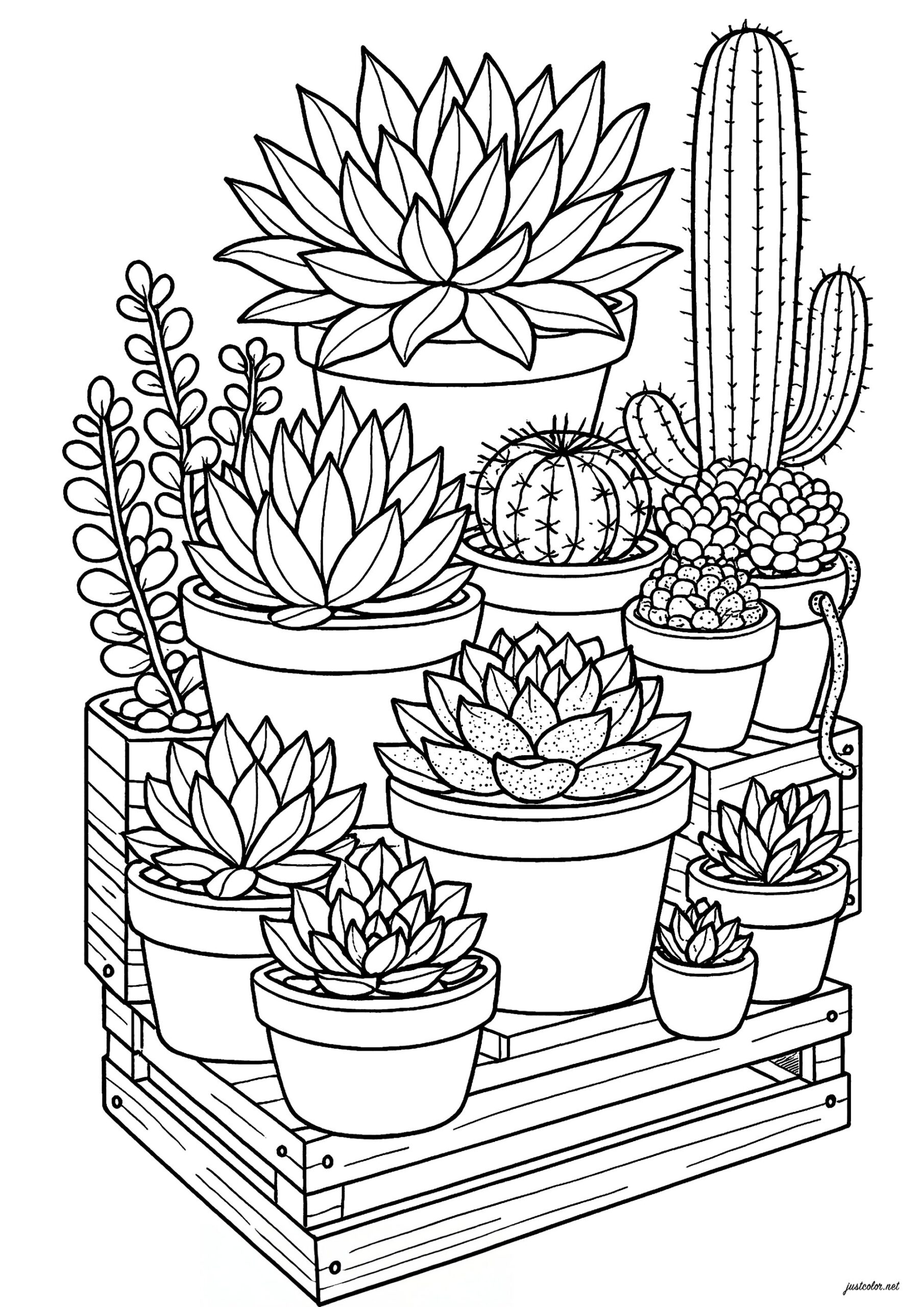 Various Cacti And Succulents Flowers Vegetation Coloring Pages For Adults