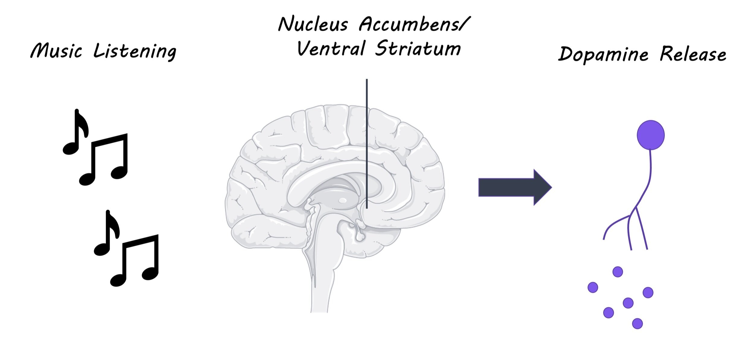 What Effect Does Music Have On The Brain BrainPost Easy to read Summaries Of The Latest Neuroscience Publications What Effect Does Music Have On The Brain BrainPost Easy to read Summaries Of The Latest Neuroscience Publications