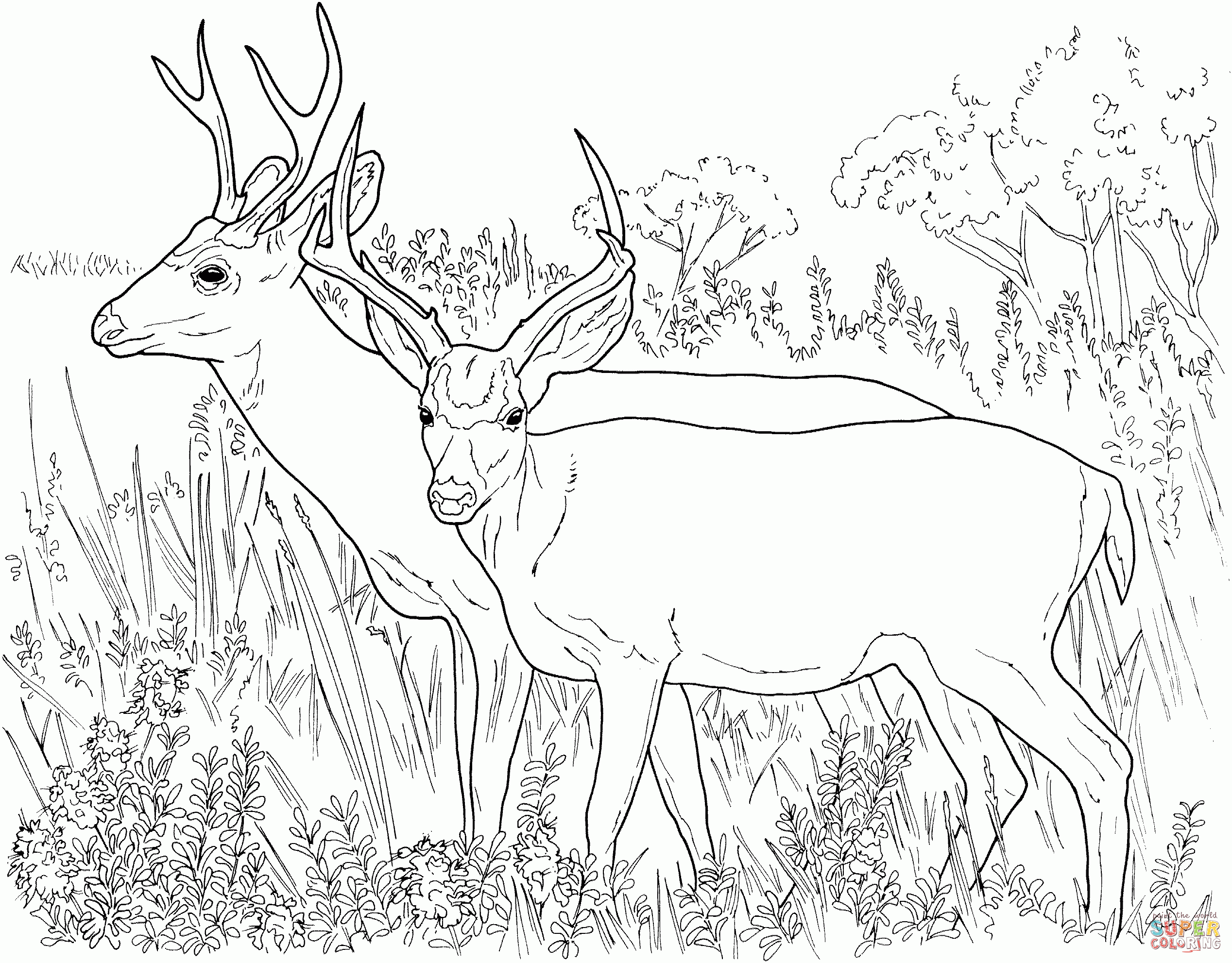 White Tailed Deers 15 Free Printable Coloring Pages