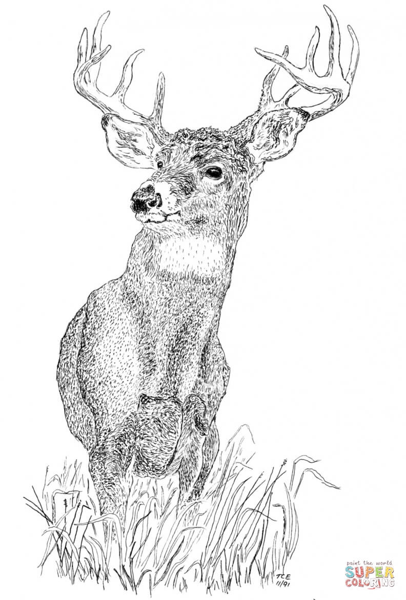 White Tailed Deers 15 Free Printable Coloring Pages White Tailed Deers 15 Free Printable Coloring Pages