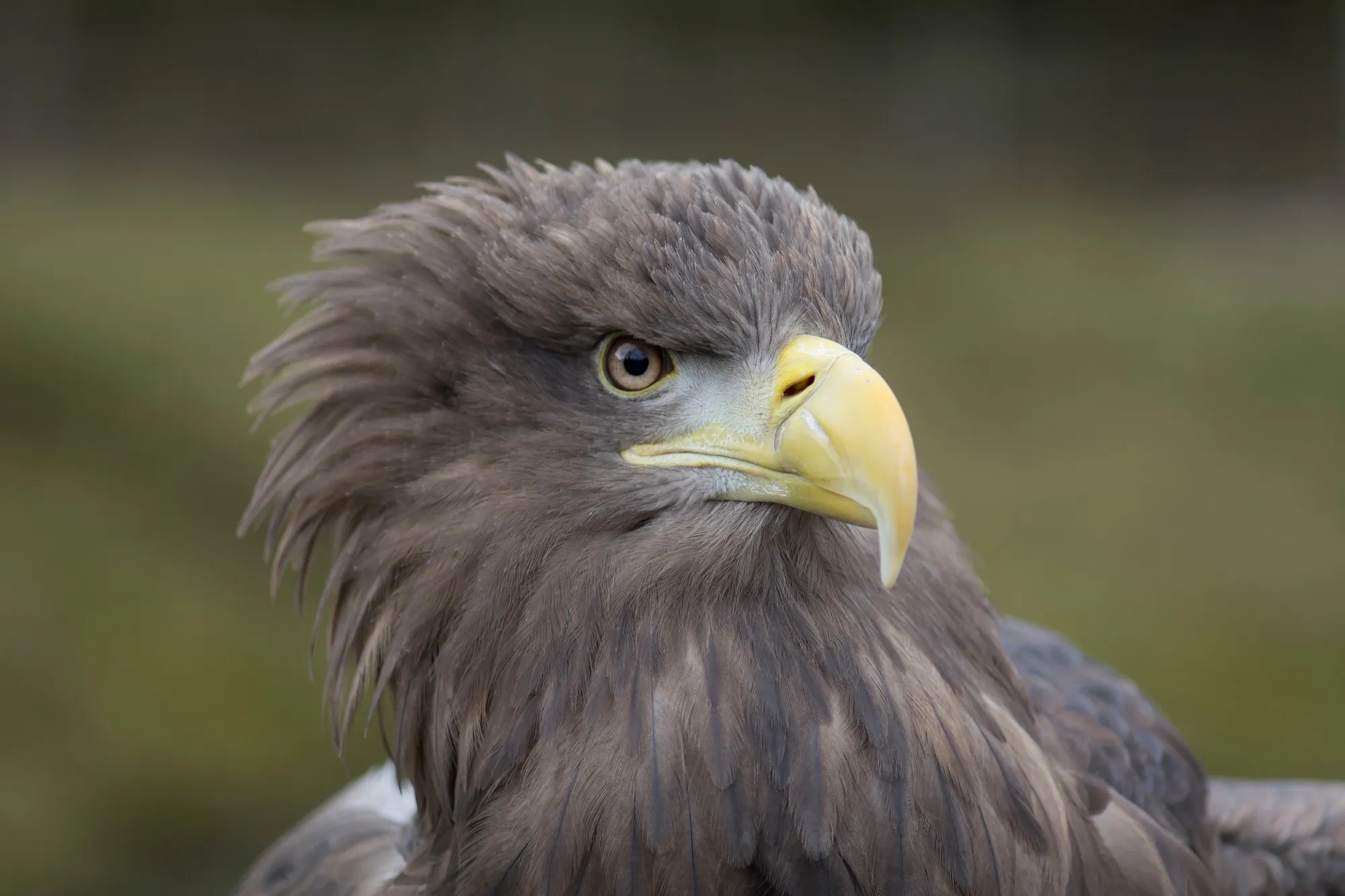sea eagle crossword clue