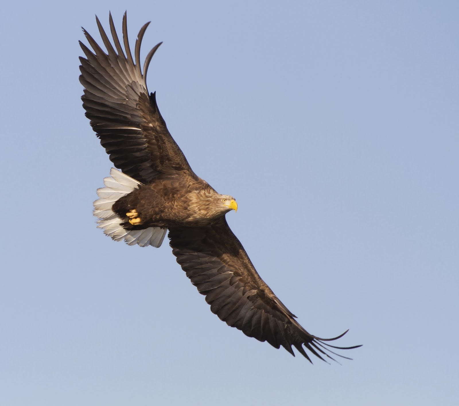 White Tailed Sea Eagle Crossword Printable